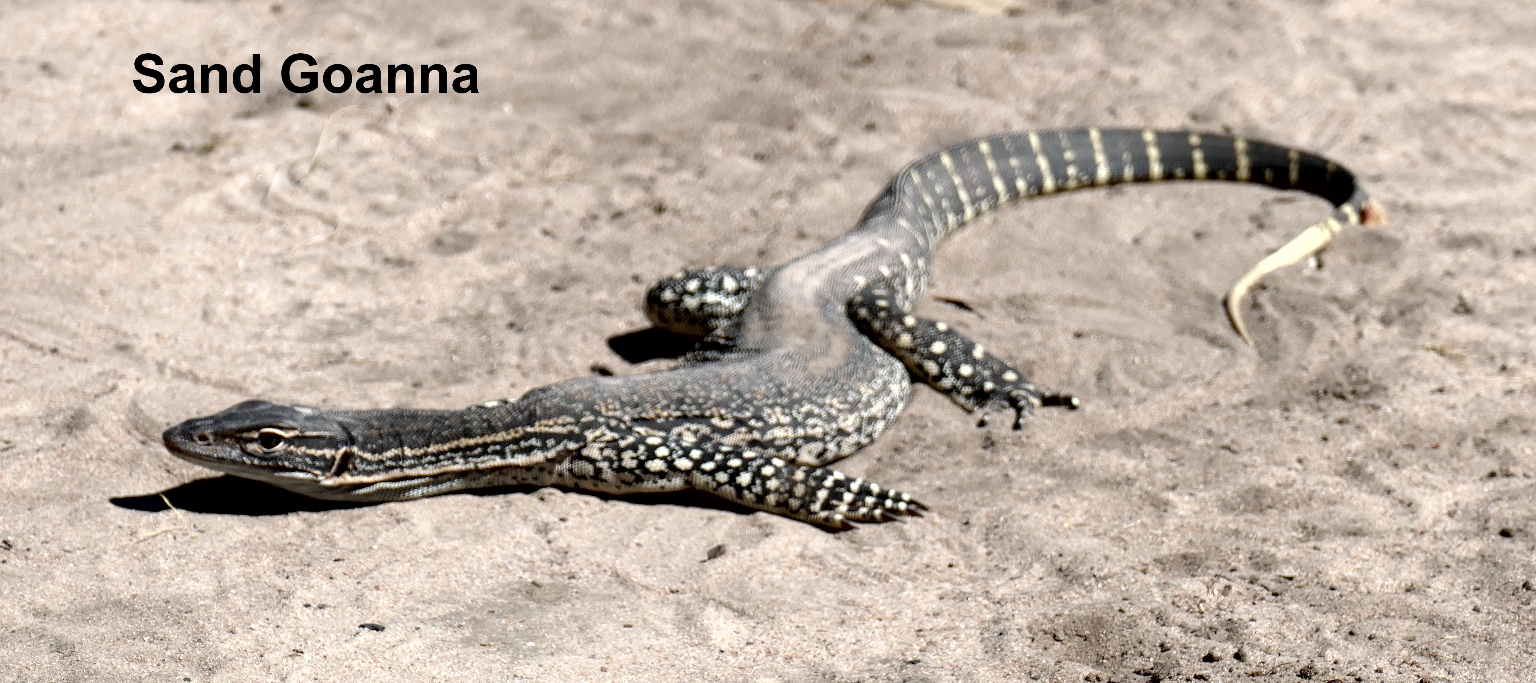 Sand Goanna